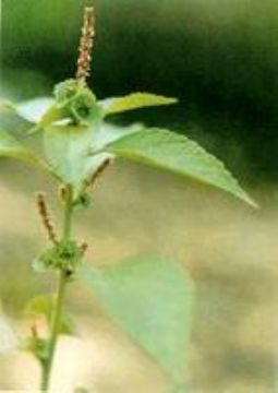 Acalypha Australis  Extract